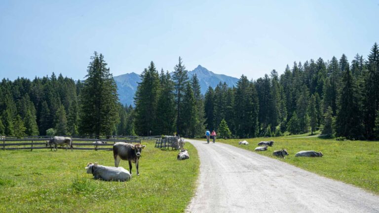 x-547_wildmoos-buchen-wildmoos-plateau-c-olympiaregion-seefeld-anna-rieder-5